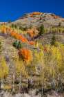 USA, Wyoming. Alpine hillsides in autumn color with Aspen and maple Art Print